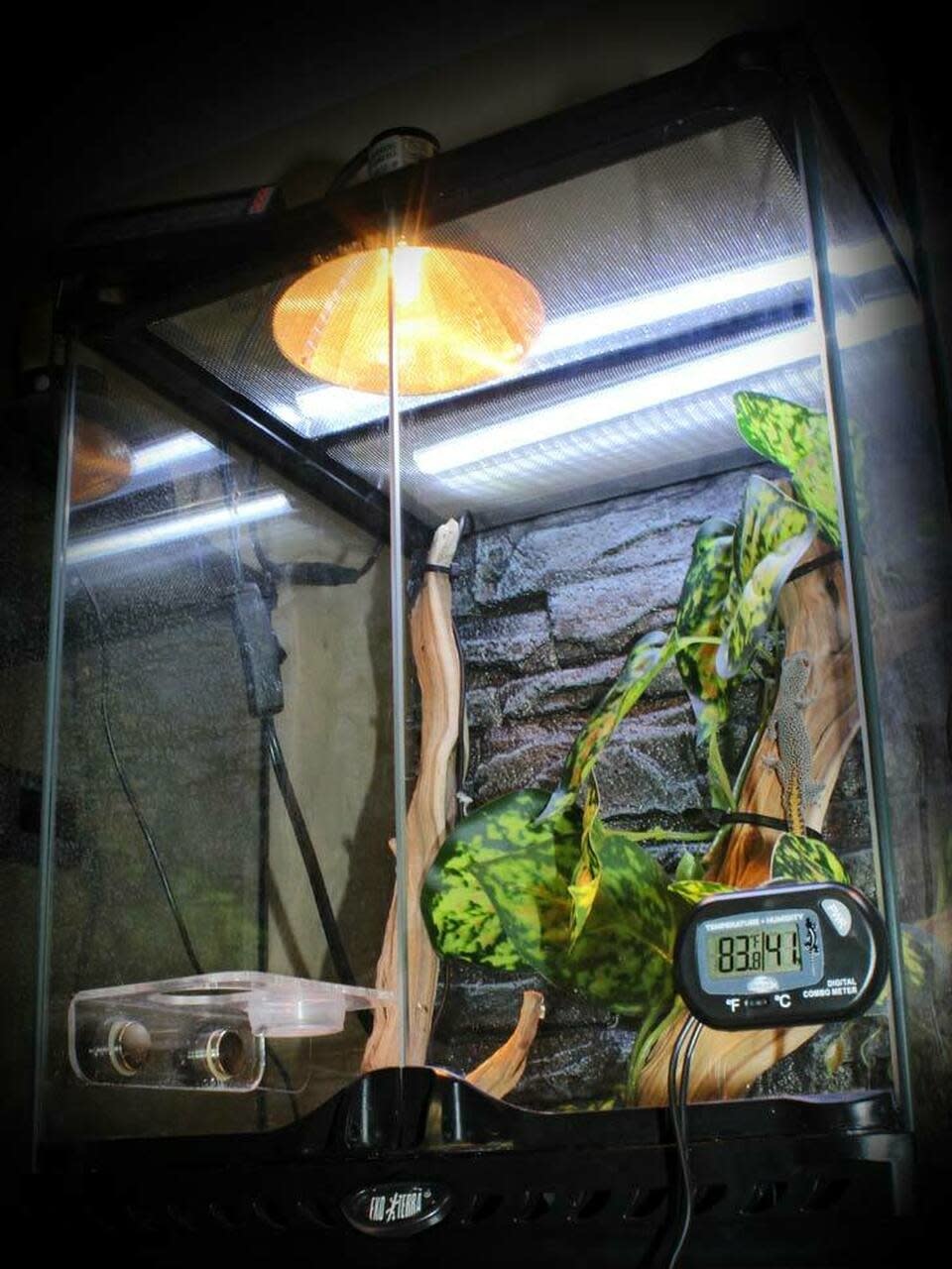 Pangea PANGEA THG-1 Thermomètre combiné numérique Pangea (température) Jauge d'humidité/hygromètre