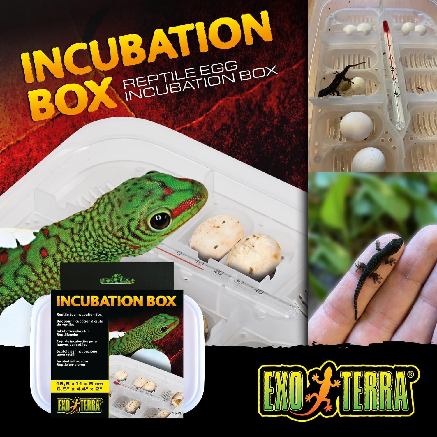 Exoterra Incubation tray