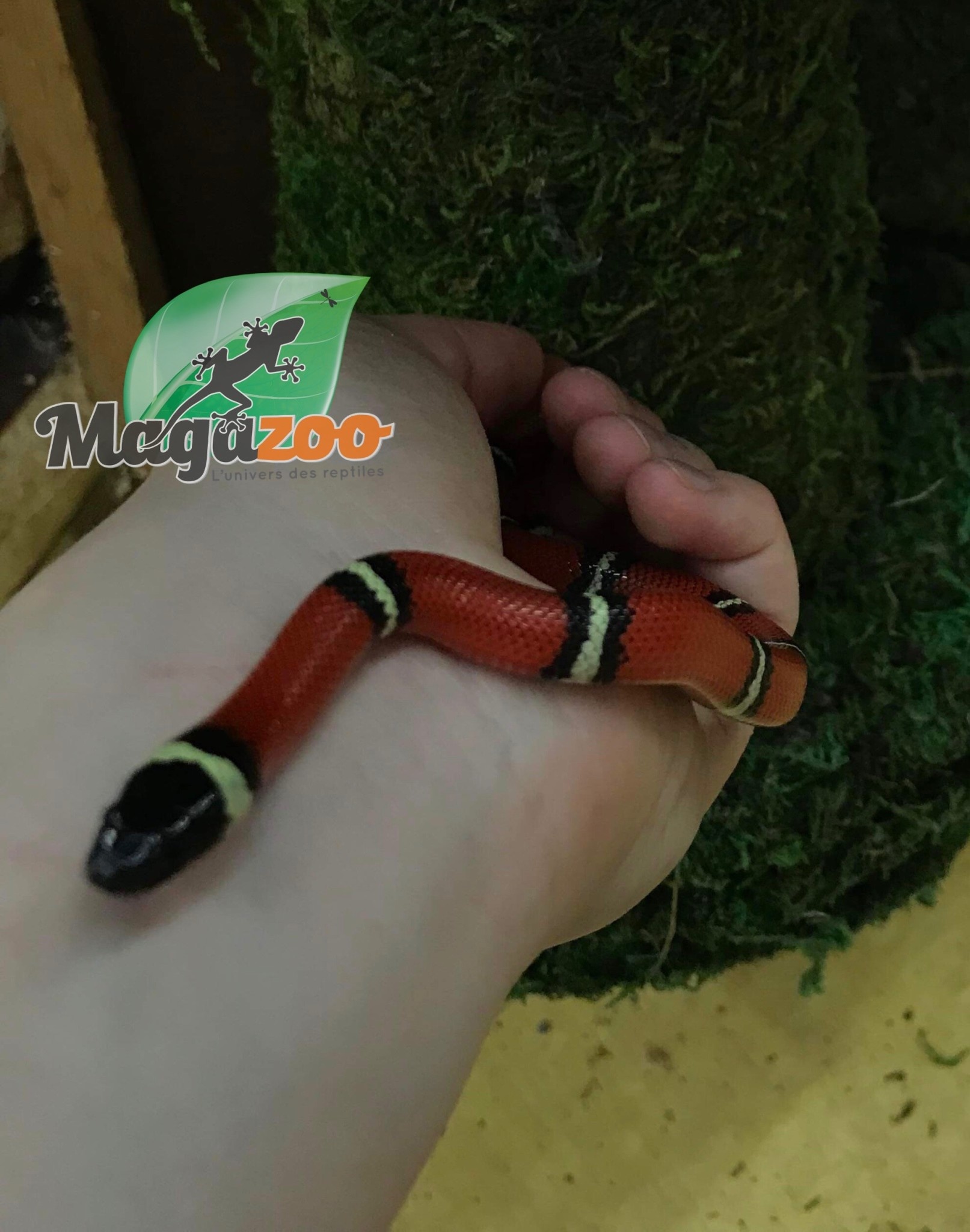 Magazoo Serpent laitier Nelson #2