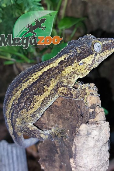 Magazoo Gecko gargouille stripe jaune Femelle 6 ans