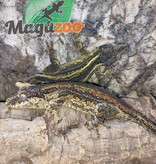 Magazoo Gargoyle gecko yellow stripe Female 6 years old