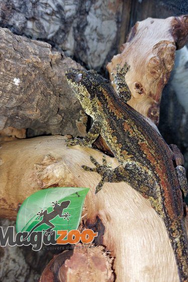 Magazoo Gecko Gargouille lignée orange femelle 7 ans