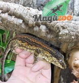 Magazoo Gargoyle gecko female orange line baby 2014