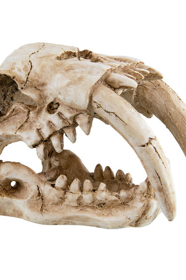 Treasures underwater UNDERWATER TREASURES 65466 Crâne à dents de sabre