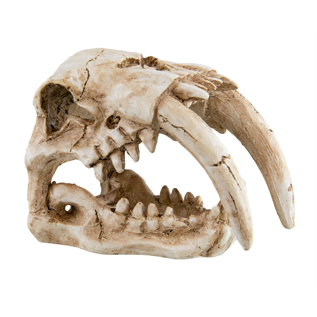 Treasures underwater Crâne à dents de sabre - Sabertooth Skull