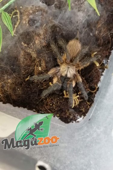 Magazoo Socotra island blue baboon tarantula female 2''/Monocentropus balfouri