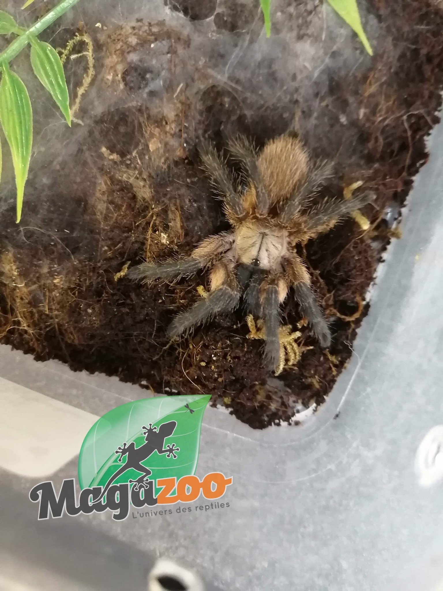 Magazoo Mygale bleue de Socotra Femelle 2''/Monocentropus balfouri