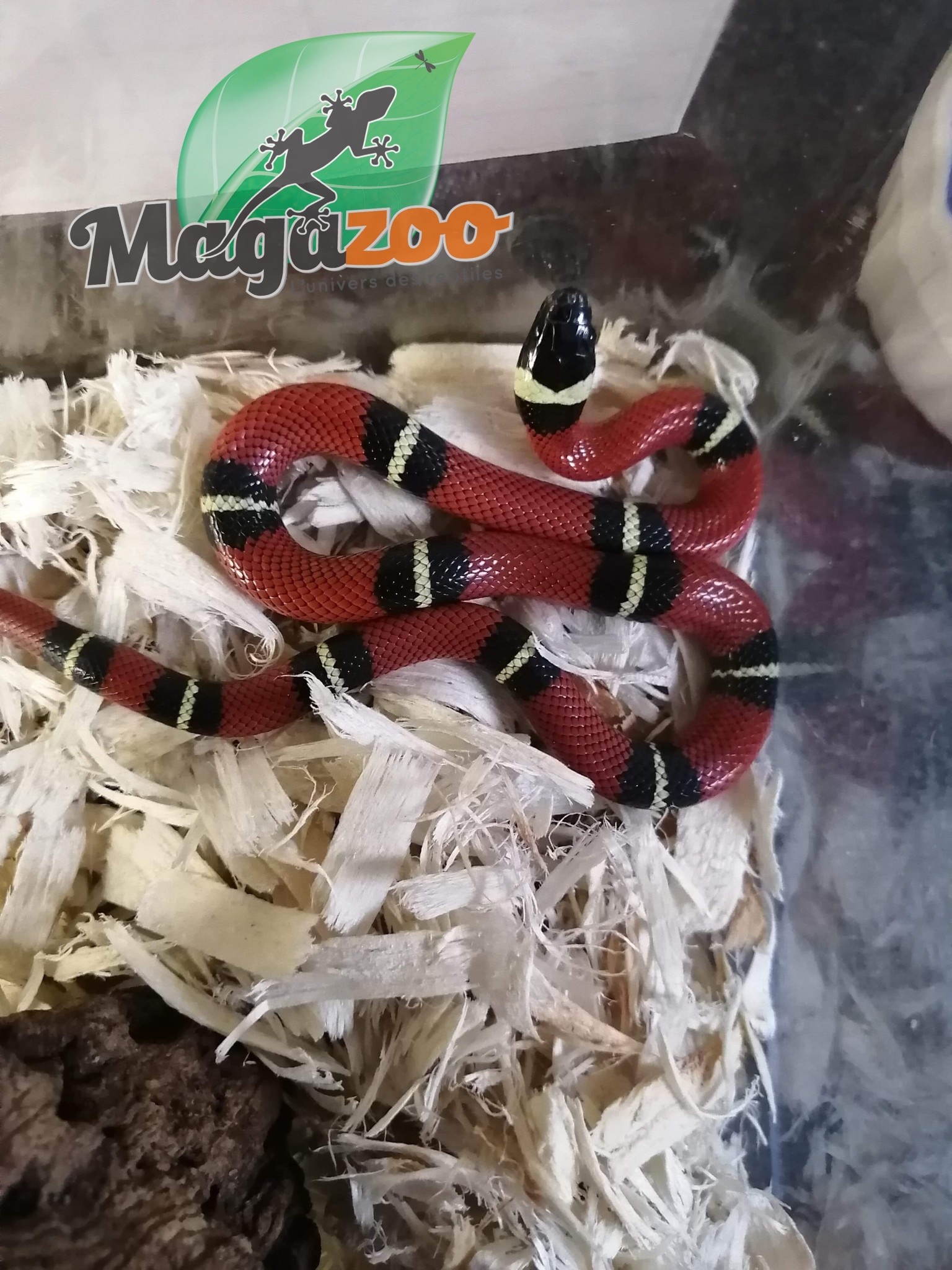 Magazoo Serpent laitier Nelson #1