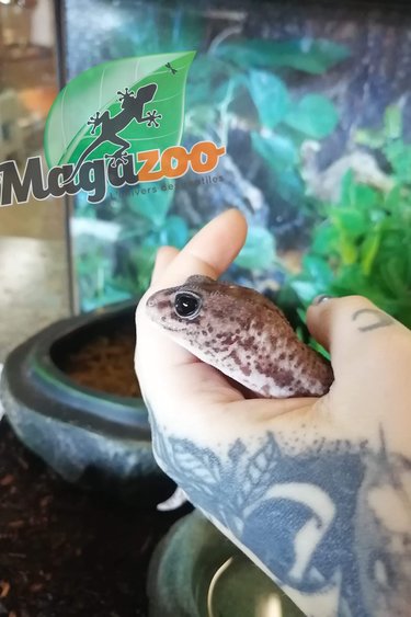 Magazoo Fat-tailed Gecko african Female 2 years old Oreo patternless (pos. het. Ghost)