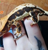 Magazoo Gecko à Crête LilyWhite