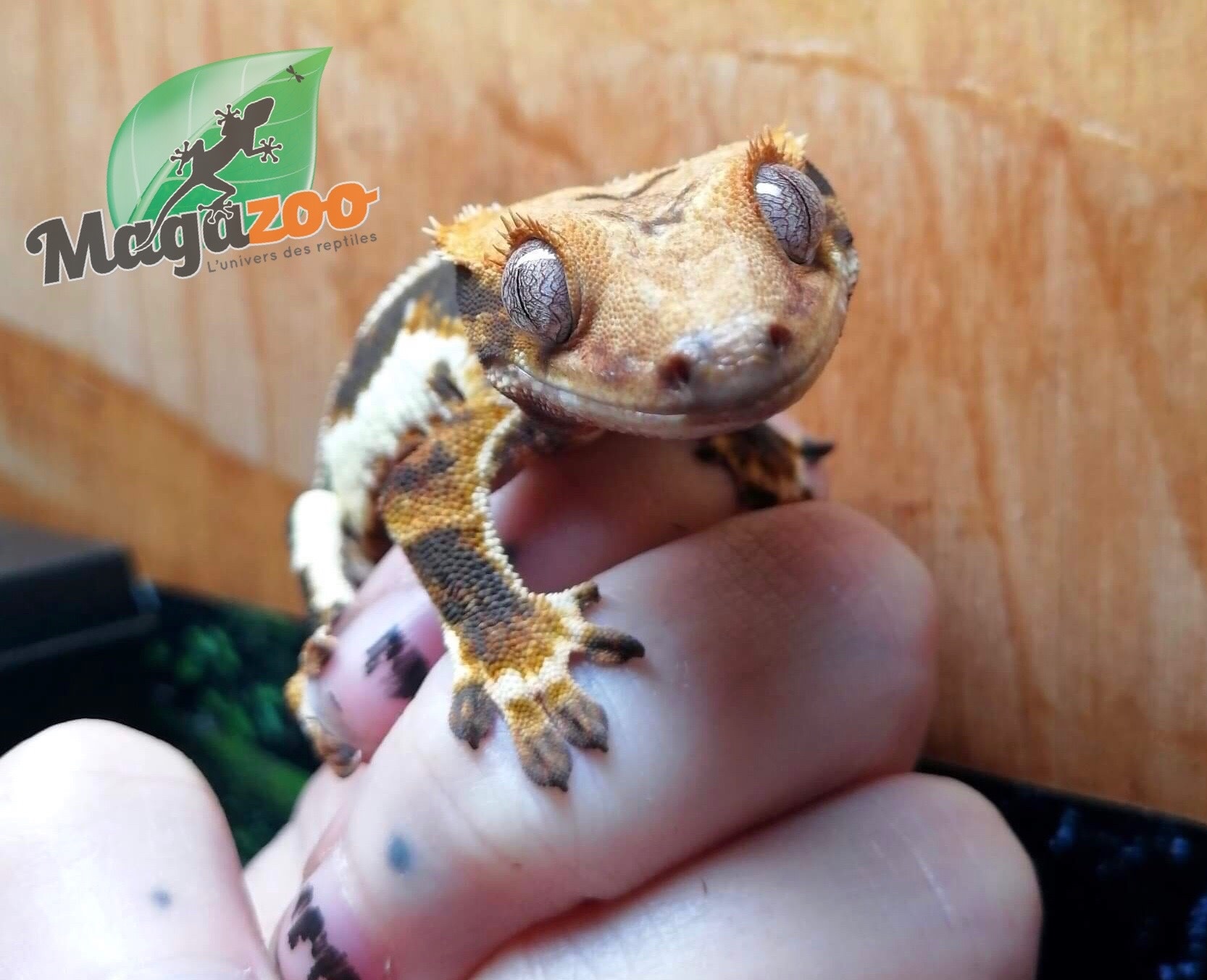 Magazoo Gecko à Crête LilyWhite