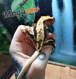 Magazoo Crested gecko LilyWhite