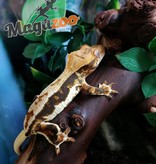 Magazoo Crested gecko LilyWhite