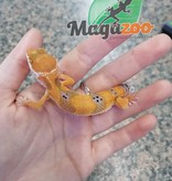 Magazoo Leopard gecko Super Hypo Tangerine carrot tail #5