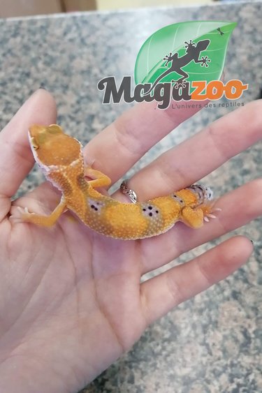 Magazoo Leopard gecko Super Hypo Tangerine carrot tail #5