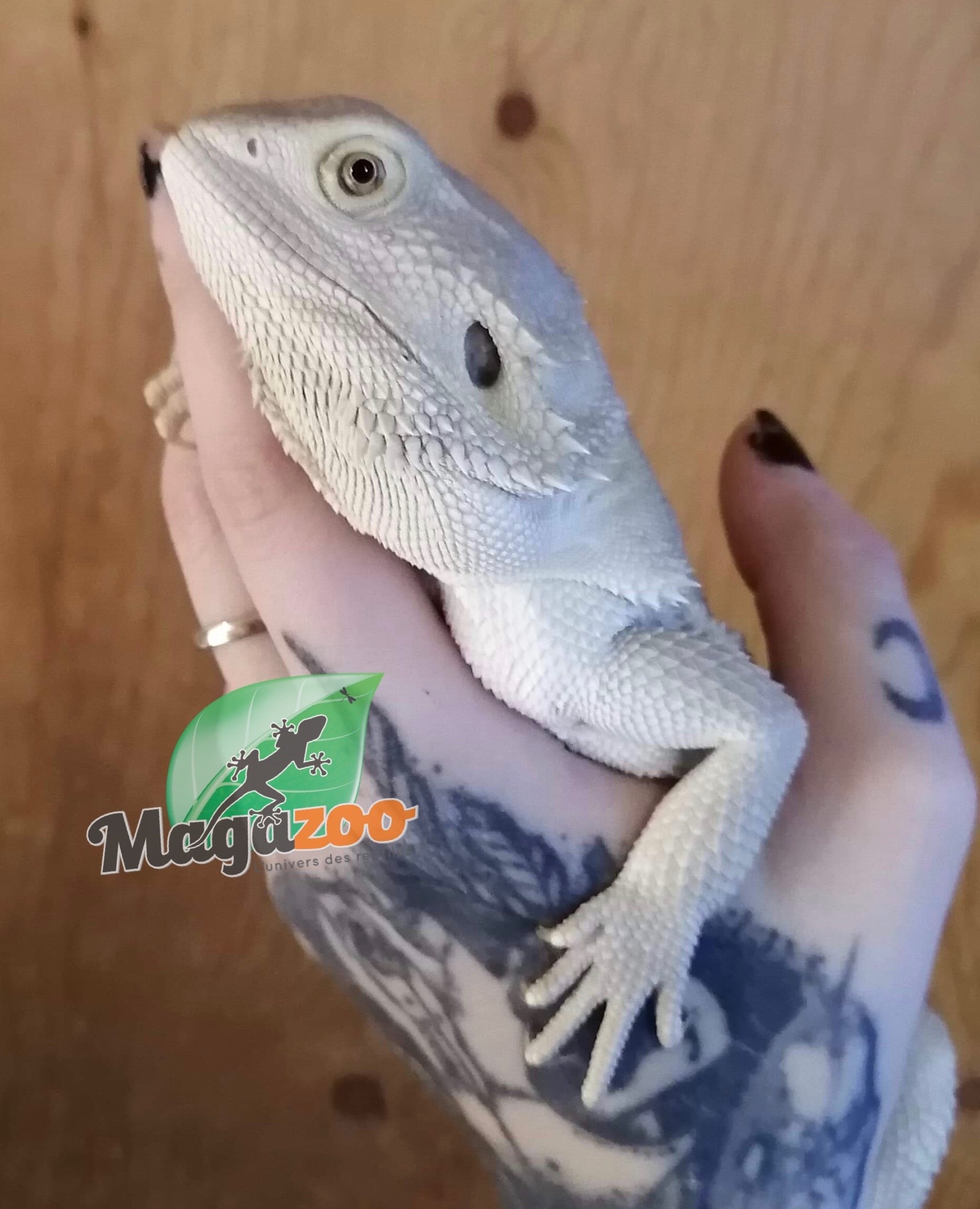 Magazoo Dragon Barbu Whitblits Hypo White Zero Juvénile Femelle