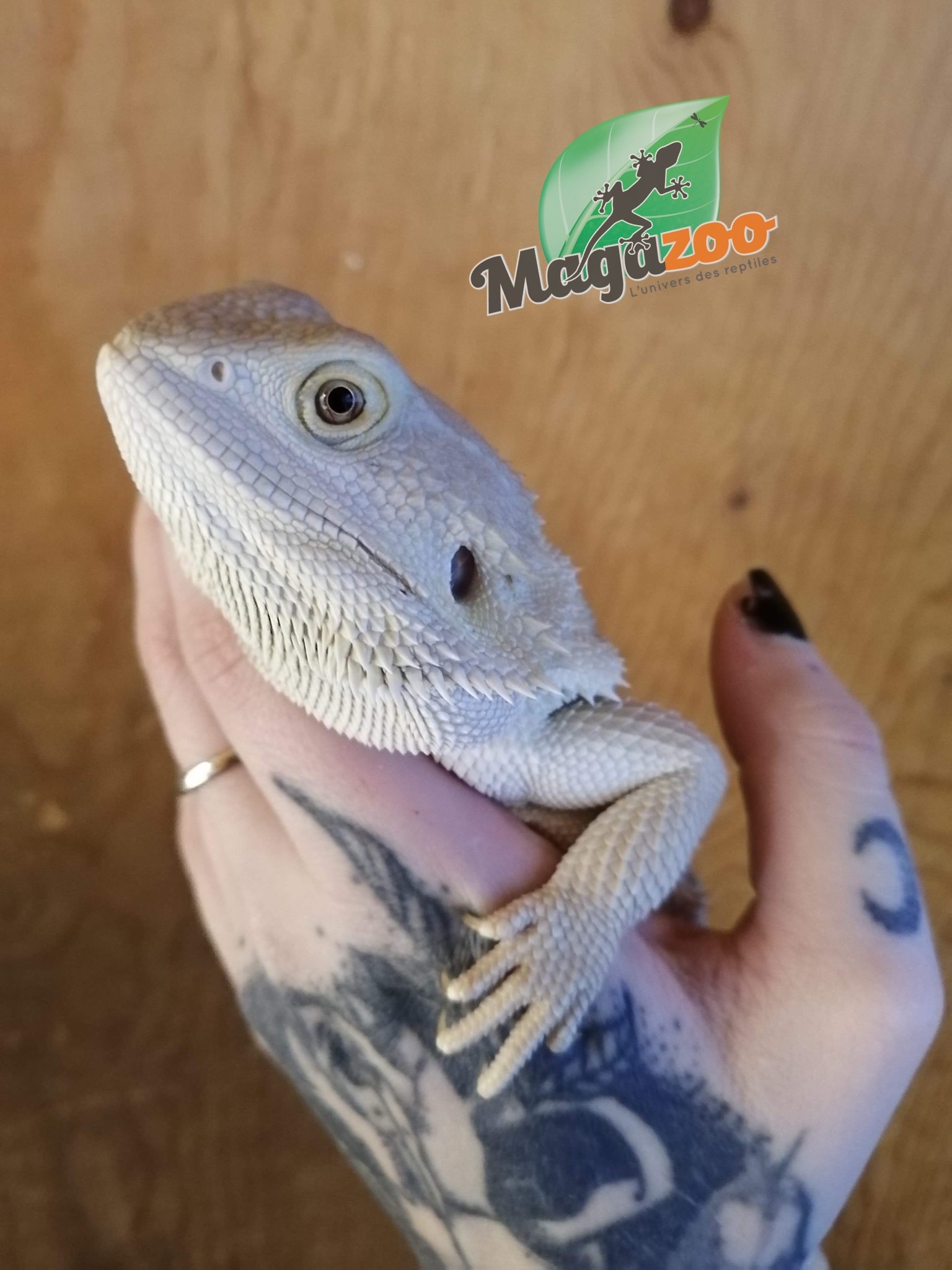 Magazoo Bearded dragon Zero White Whitblits Juvenile Female