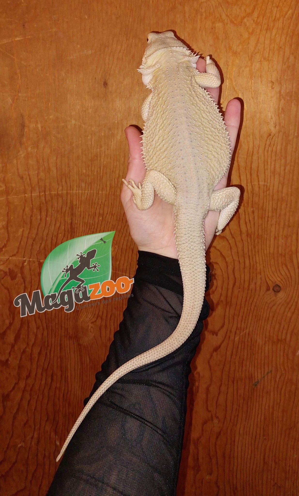 Magazoo Dragon Barbu Whitblits Hypo White Zero Juvénile Femelle
