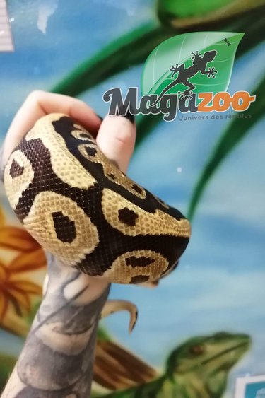 Magazoo Python royal Fire mâle #1