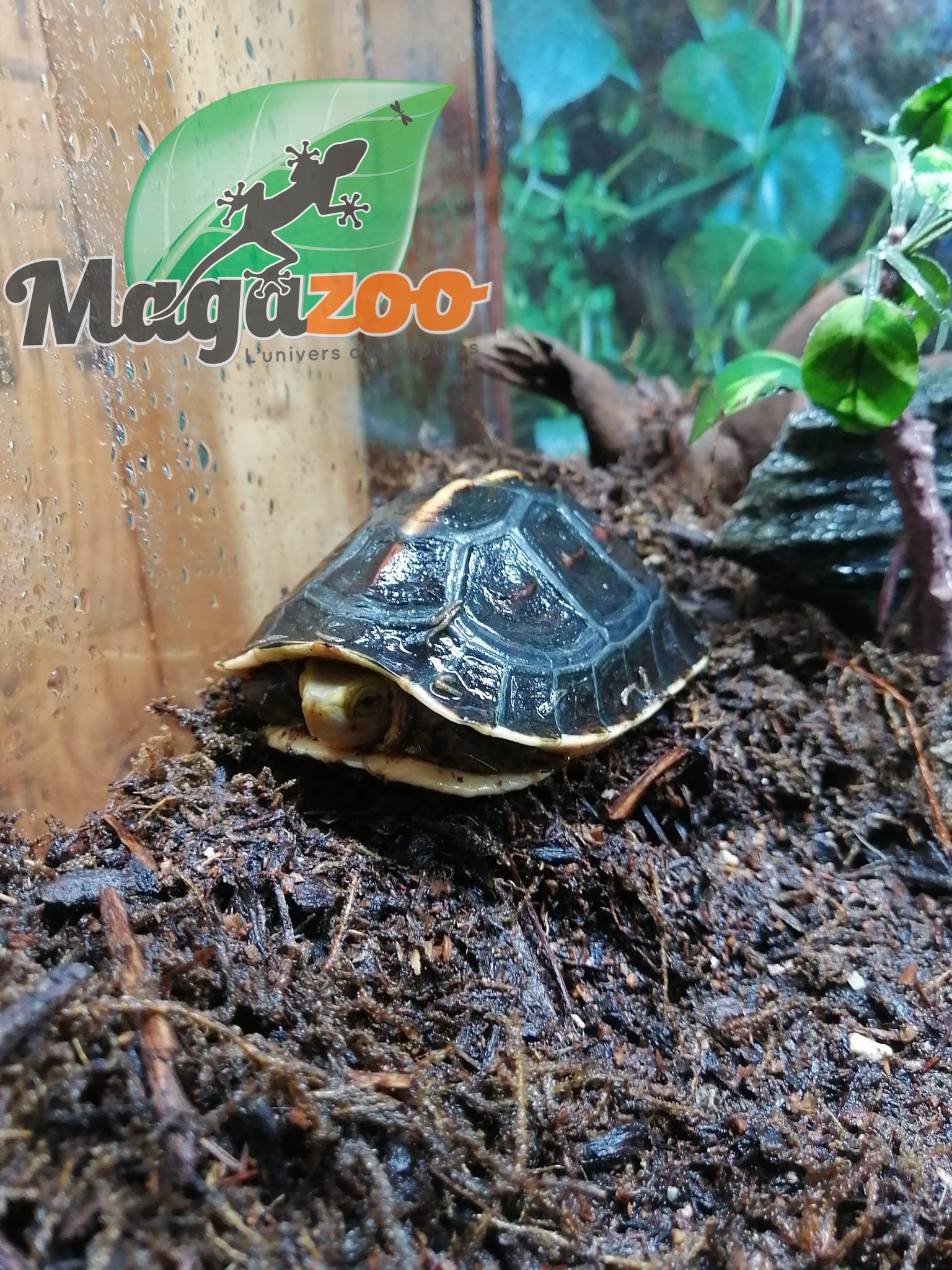 Magazoo Chinese Box turtle (Baby)/Cuora flavomarginata