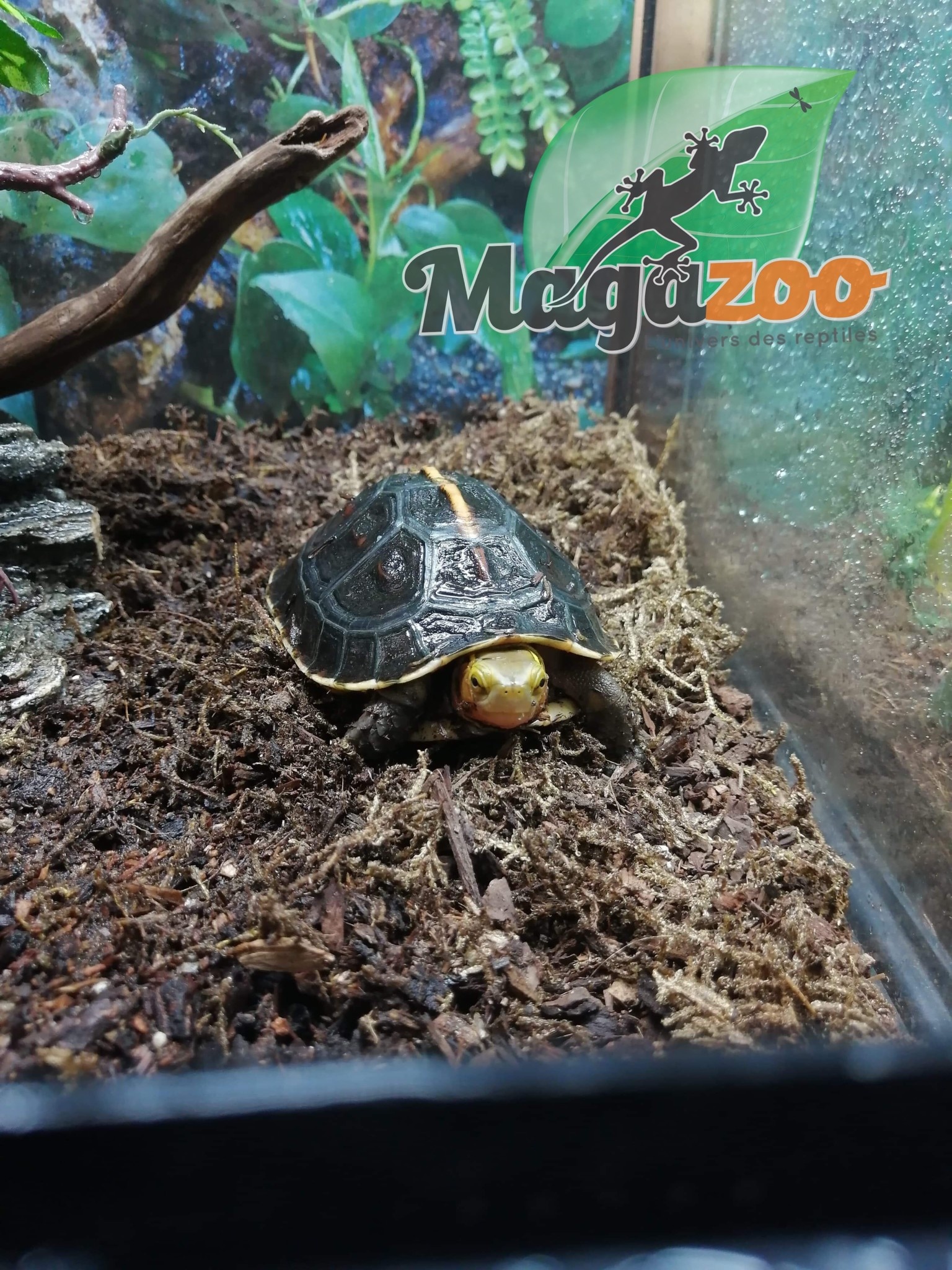 Magazoo Chinese Box turtle (Baby)/Cuora flavomarginata