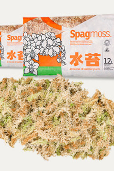 Besgrow Mousse de sphaigne Premium 100 gr compressé - SpagMoss Premium Sphagnum Moss