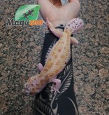 Magazoo Leopard gecko W&Y jungle eclipse tremper albino Male. #6