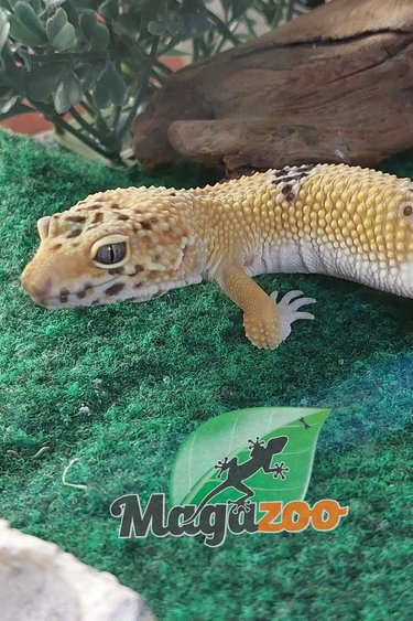 Magazoo Leopard gecko Male adoption - 2nd chance