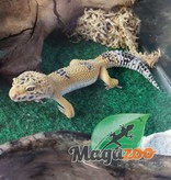 Magazoo Leopard gecko Male adoption - 2nd chance