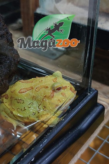 Magazoo Argentina horned frog albino (pac man)