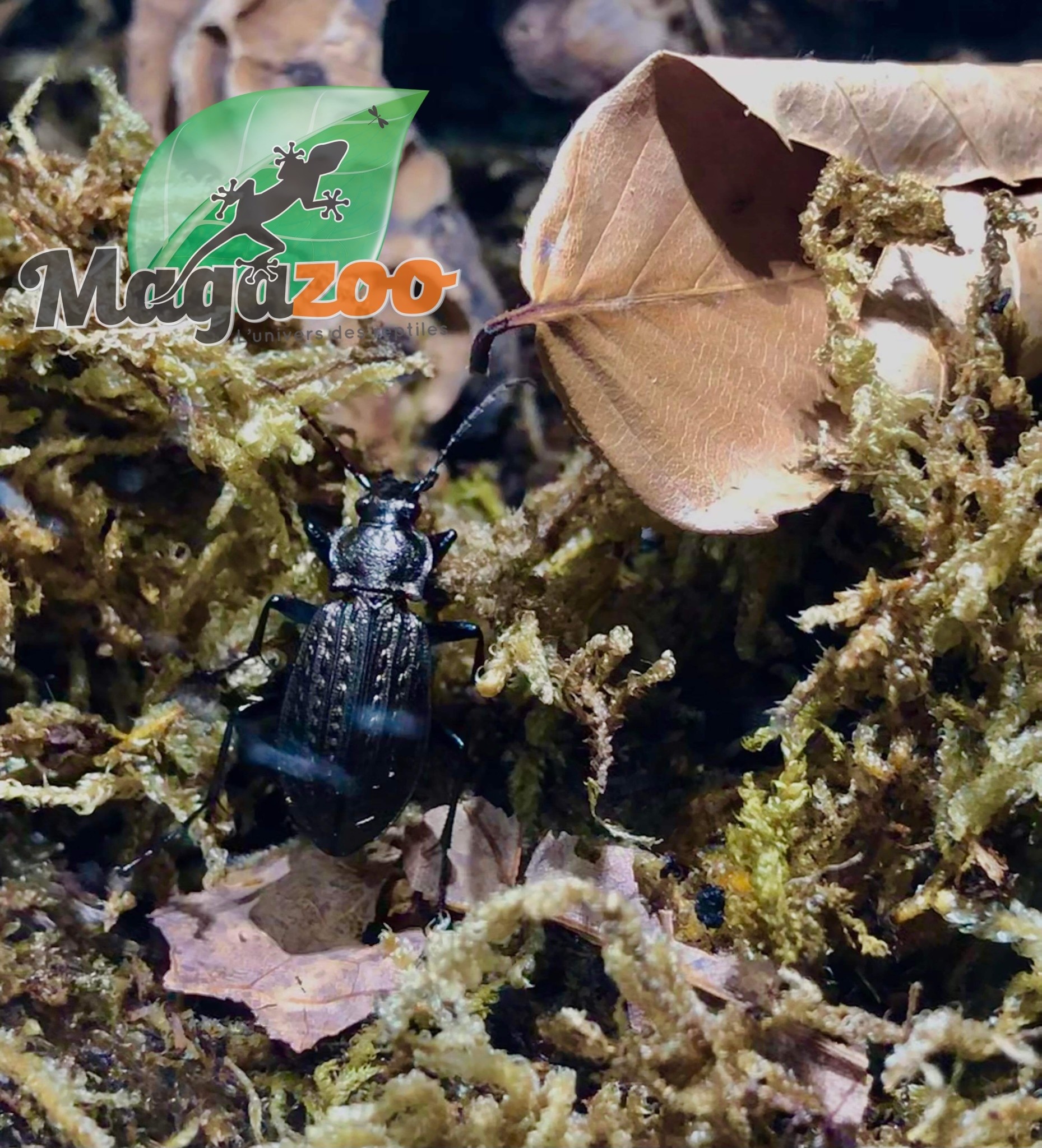 Magazoo Ground beetle (Carabus granulatus)