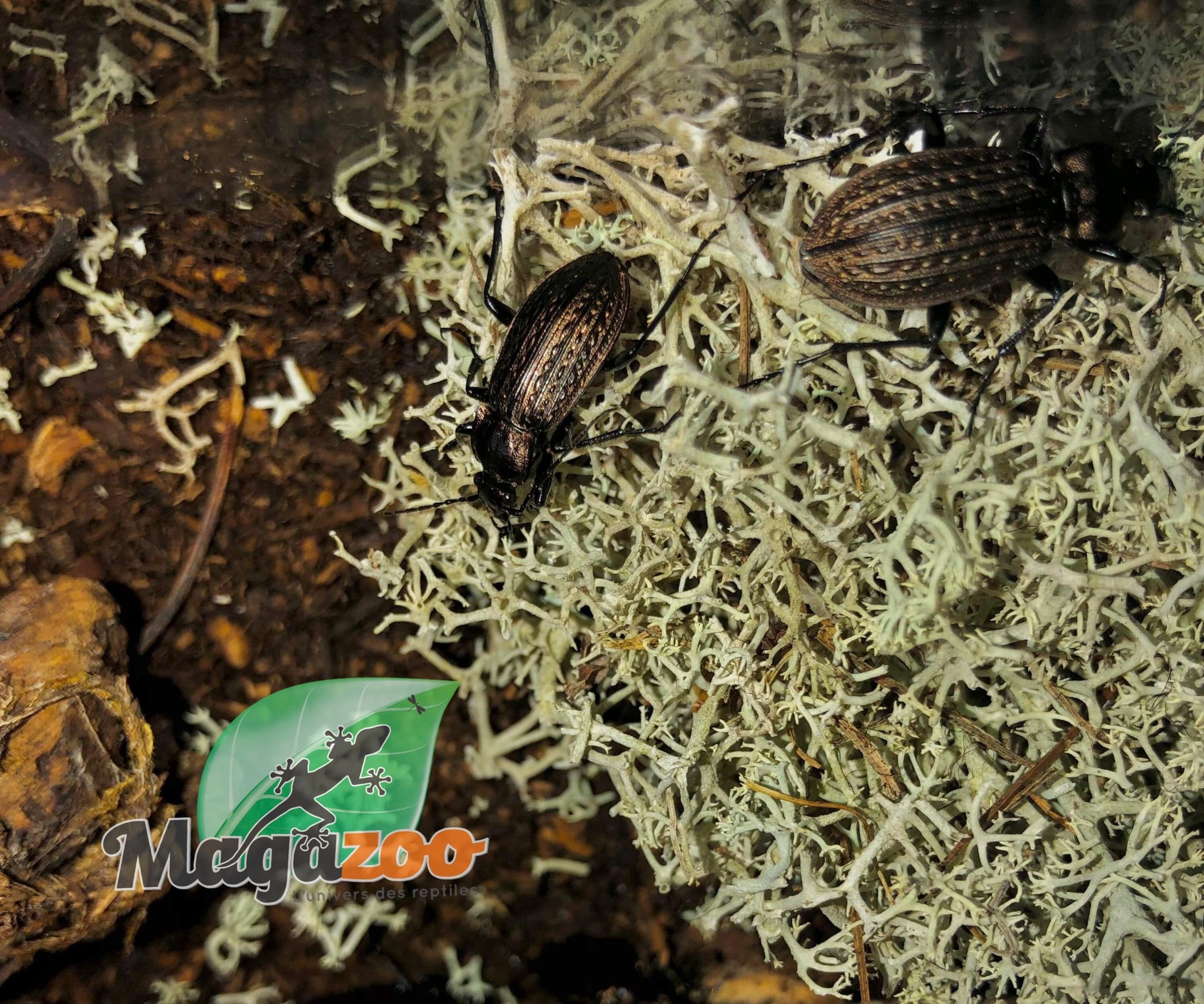 Magazoo Ground beetle (Carabus granulatus)