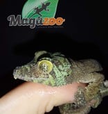 Magazoo Gecko à queue de feuille mousse (mâle) /Uroplatus Sikorea