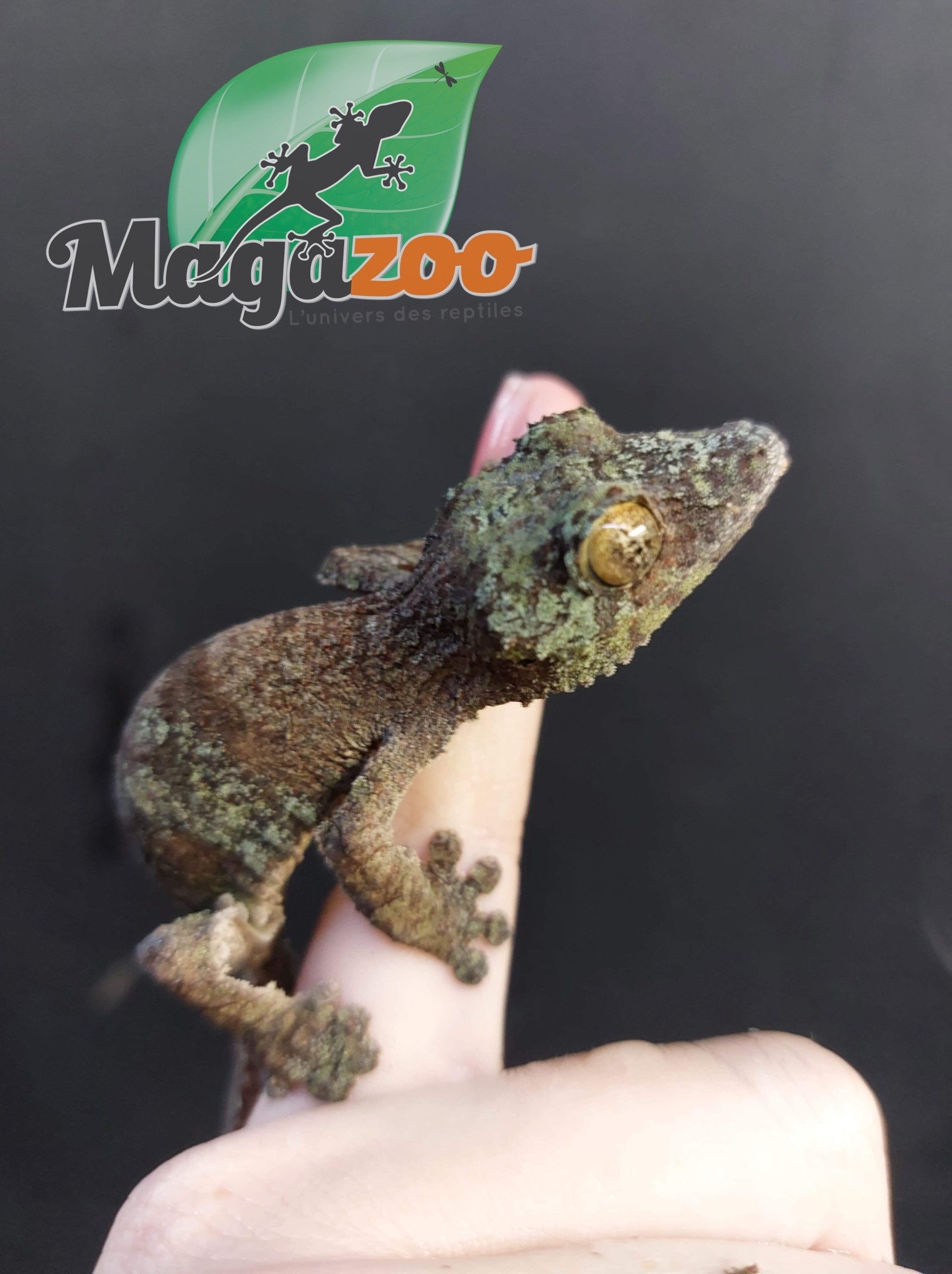 Magazoo Mossy leaf-tailed gecko (male) /Uroplatus Sikorea