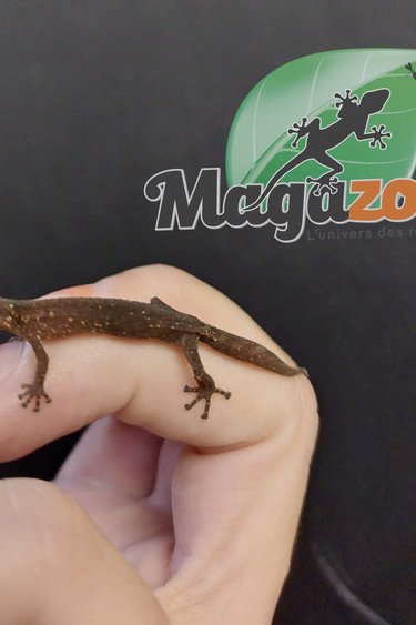 Magazoo Madagascar clawed gecko (Ebenavia inunguis)