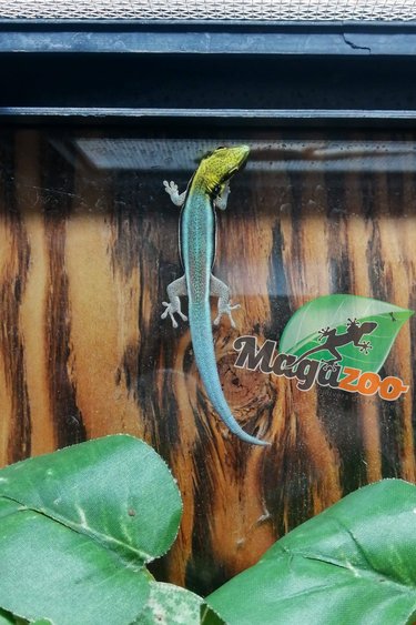 Magazoo Neon day gecko male born in captivity