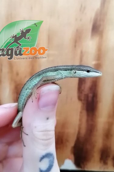 Magazoo Long tailed grass lizard Female