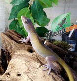 Magazoo Indo yellow gecko (Male)