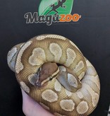 Magazoo Ball python Butter Male
