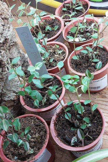 Magazoo Plante Callisia repens Biacan