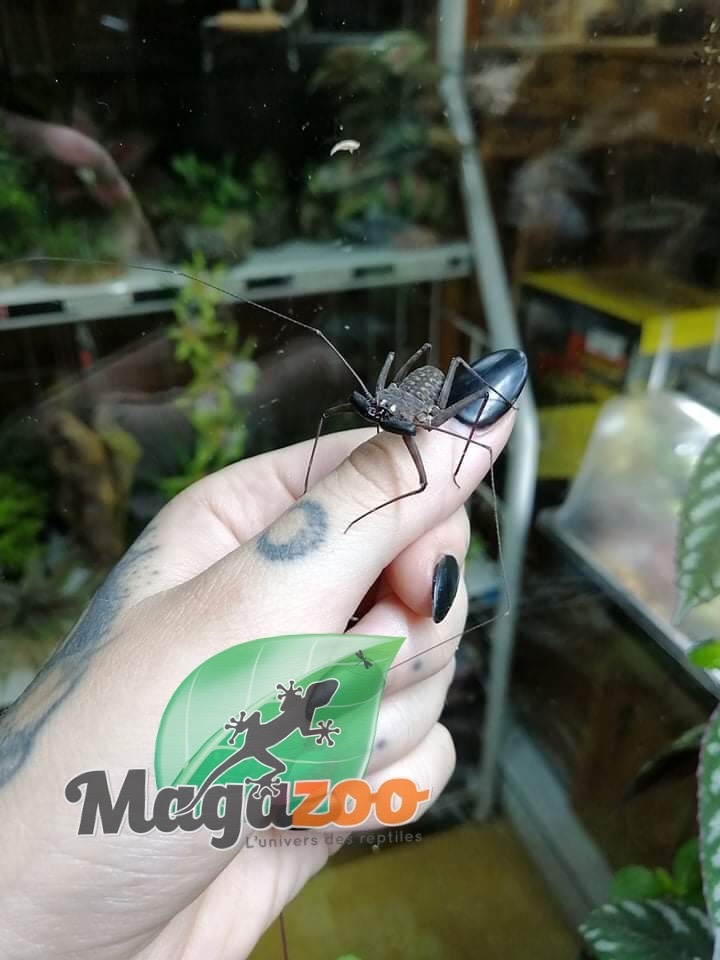 Magazoo Giant Tailless Whip Scorpion baby