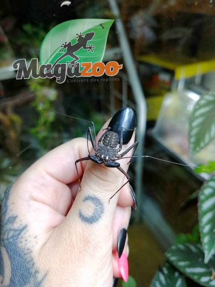 Magazoo Amblypyge du Nicaragua (Vendu avec kit)