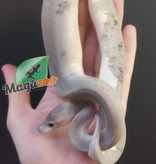 Magazoo Python Royal Super Cinnamon Pastel (66% double het caramel pied) femelle
