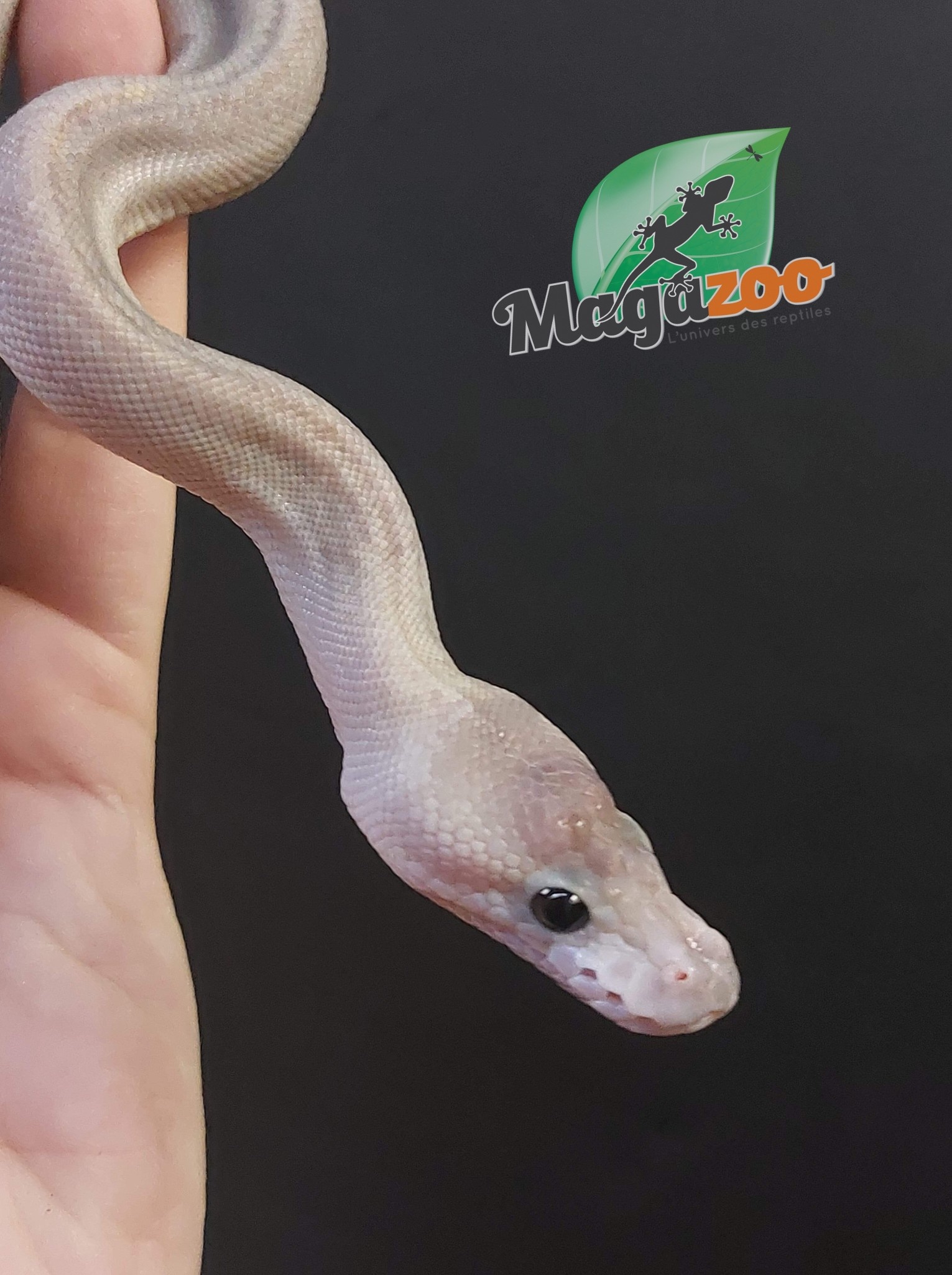 Magazoo Ball python Super Cinnamon pastel (66% double het caramel pied) female