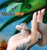 Magazoo Ball python Super Cinnamon pastel (66% double het caramel pied) female