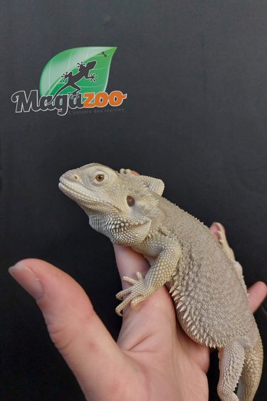 Magazoo Bearded dragon  White Zéro Male