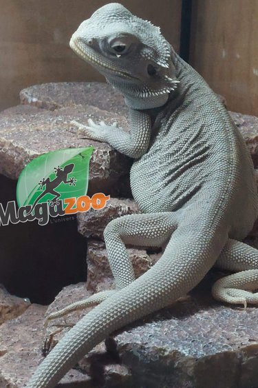 Magazoo Bearded Dragon Microscale Hypo White zero Het translucent Male