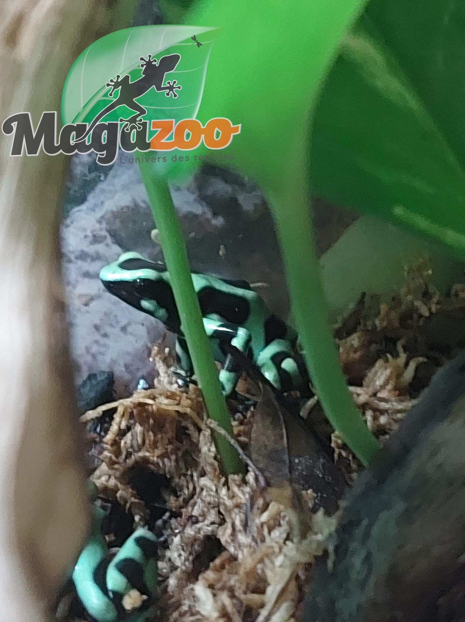 Magazoo Dendrobate auratus dart frog