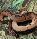 Magazoo Ball python Blade Clown Male