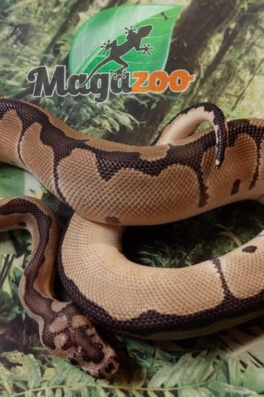 Magazoo Python Royal Blade Clown Mâle